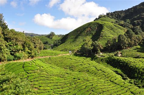 The retreat has a diverse population of more than 43,000 people. Cameron Highlands Malaysia | Cameron highlands, Adventure ...