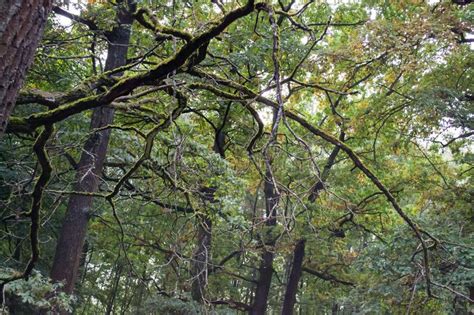 Oak Branches Covered With Moss In Forest Thickets Stock Photo Image