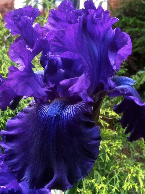 Iris Garden Purple Garden Most Beautiful Flowers Pretty Flowers
