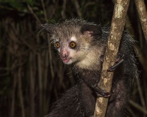 Walking Fish And Flying Lemurs Bizarre Animals Youve Never Heard Of