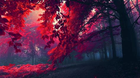Wallpaper : 1366x768 px, fall, forest, leaves, nature 1366x768 ...