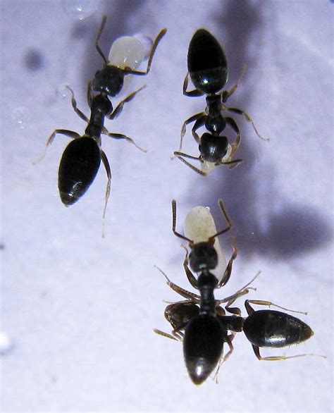 Photos And Info On Ants And Termites Of Malaysia Technomyrmex The