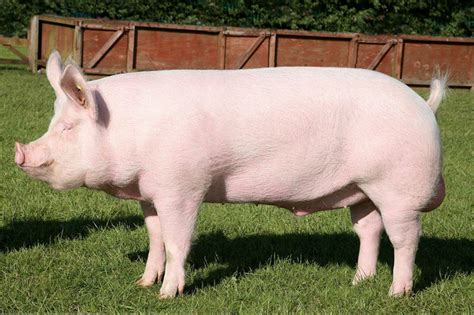Large White Pigs The Essential Guide Pet Pig World