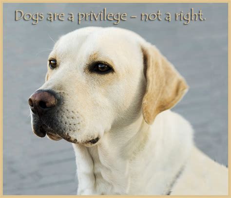 The best dog quotes to celebrate your canine companions. Dog By Will Rogers Quotes. QuotesGram