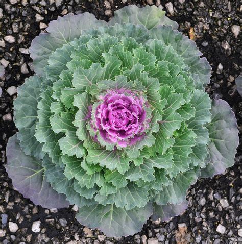 Ornamental Kale Brassica Oleracea Songbird Pink From Hillcrest Nursery