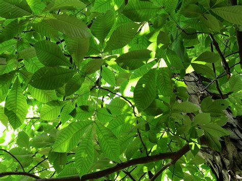 Carya Ovata Tree Species Calculator List