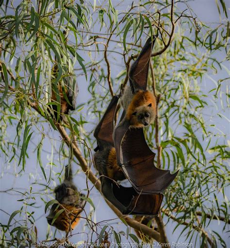 Kew Victoria Australia ‘flying Foxes At Yarra Bend Park’ Photographed By Karen Robinson