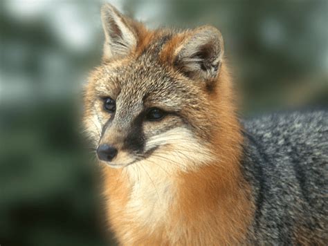 Gray Fox • Florida Wildlife Federation
