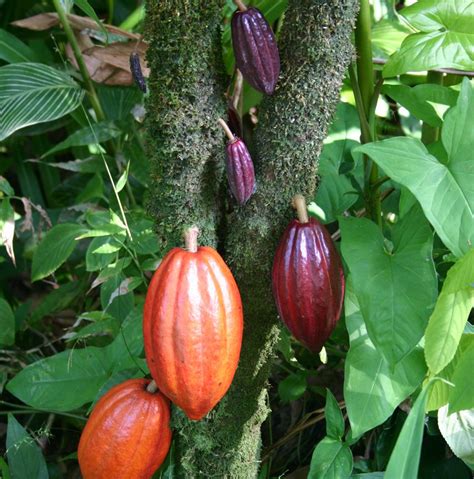 Chocolate Cocoa Plant Theobroma Cacao 8 Fresh Moist Seeds