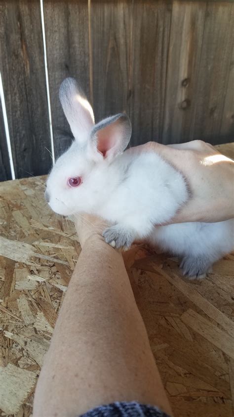 We did not find results for: New Zealand rabbit Rabbits For Sale | Tucson, AZ #317044