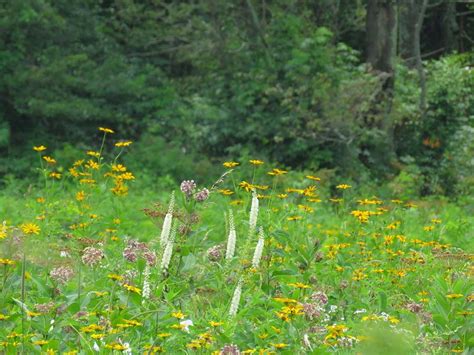 Create A Native Meadow Virginia Native Plant Society