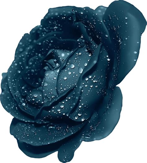 Download Blue Rose With Dew Clipart Dark Blue Rose Flower Png Image