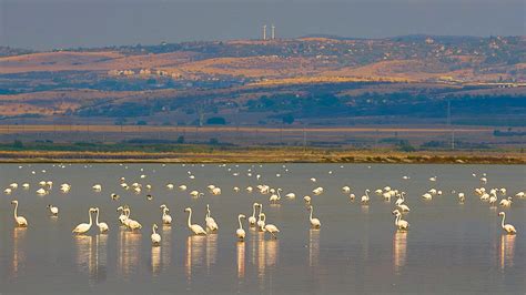 Why Are Pink Flamingoes Flocking To Bulgarias Atanasovsko Lake Zoochat