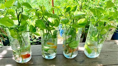 How To Grow Money Plant In Water Bottle
