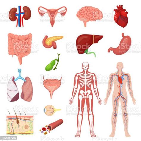 Ensemble Humain Dillustration De Vecteur Danatomie Collection Médicale