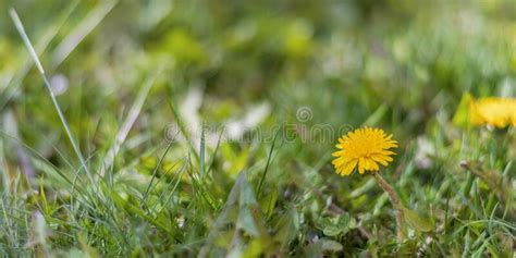 A Wild Yellow Blooming Flowers With Green Grass Background With Fresh