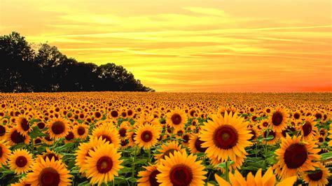 Beautiful Yellow Sunflower Fields With Yellow Sky Background Hd Flowers