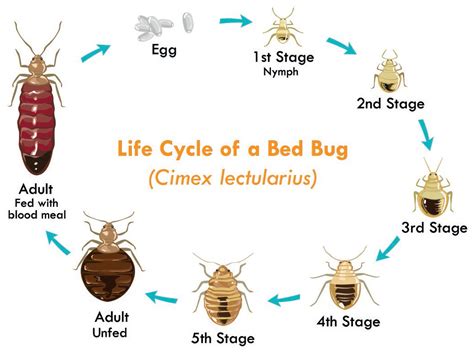Do You Have Bed Bug Eggs In Your Hair Think Tank Home