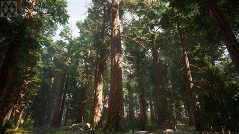 Artstation Ue4 Redwood Forest V2 Update Willi Hammes In 2020