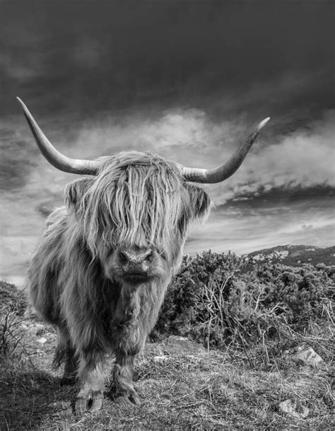 Highland Cow 1 Photograph By Ross Hutton Fine Art America