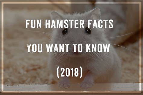 Hamsters Fun Hamsters Facts You Want To Know Pest Wiki