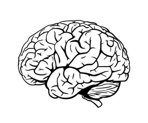 2500 Human Brain Black And White Stock Illustrations Royalty Free