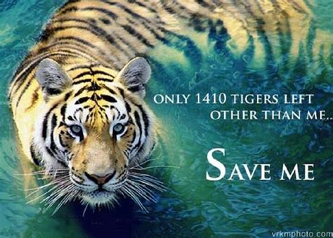 Tigers Save The Tiger Tiger Love Endangered Tigers Endangered