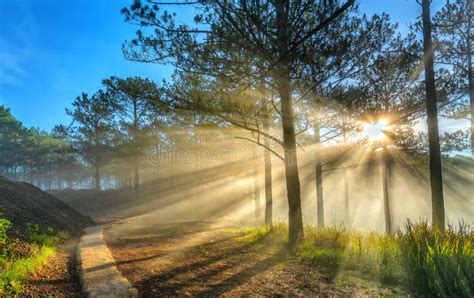 Sun Rays Shining Down Through The Pine Forest Road Foggy Morning Stock