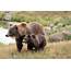 Bears Brown Bear Cubs Two Grass Animals Wallpapers HD / Desktop 