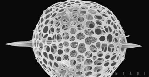 The Delicate Beauty Of A Radiolarian Skeleton Is Captured In This