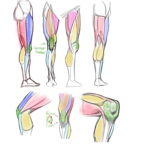 Legs Muscle Referência Anatomia Desenho Corpo Humano Corpo Humano