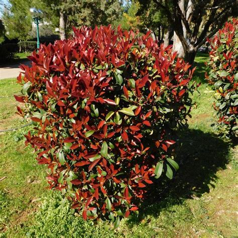 Arbustos De Jardín Tipos Cuidados Y Características