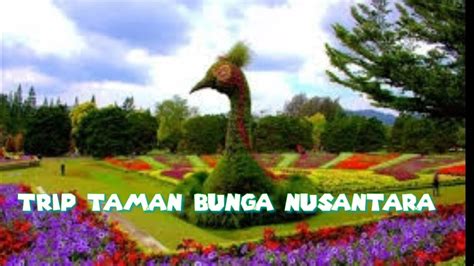 Salah satu tempat wisata yang cukup dekat dengan jakarta adalah taman bunga nusantara. Trip Taman Bunga Nusantara - YouTube
