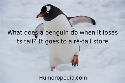 Funny Penguin Jokes 11 Best That Will Make You Laugh And More