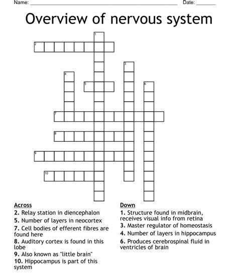 Overview Of Nervous System Crossword Wordmint