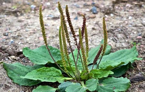 Plantain Weed Killer Pbigordons Speed Zone Lawn Weed Killer Ortho