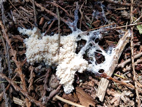 Slime Mold On The Forest Floor Ruth Hartnup Flickr