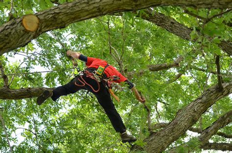 Tree Climbing Safety Checklist