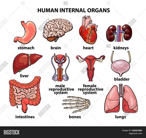 External Organs Of Human Body Pictures Images Of External Organs Of Human Body Bodenowasude