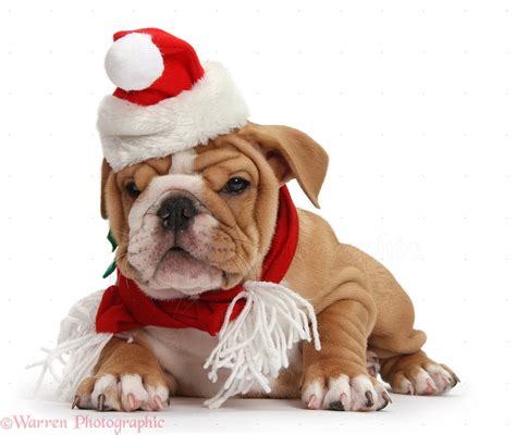 Bulldog Puppy Wearing Santa Hat And Scarf Photo Wp39232
