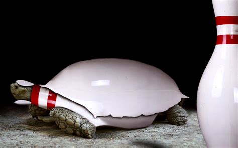 Funny Bowling On Turtle Wallpapers Hd Desktop And Mobile