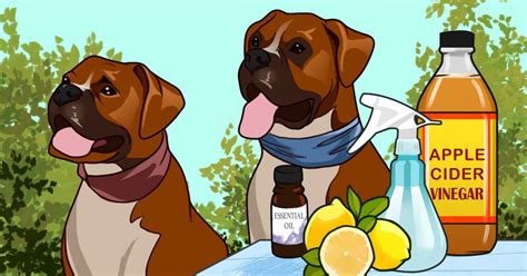 There are many common misconceptions about fleas and a wide number of possible solutions to getting rid of them; 6+ ways you can get rid of fleas naturally