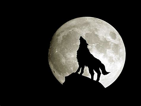 Free Download Download Wolf Moon Hd Wallpaper 2671 Full Size