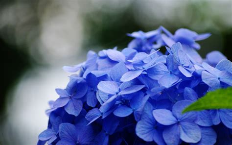 Wallpaper Blue Hydrangea Flowers 2880x1800 Hd Picture Image