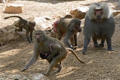 Female Baboons With Guy Pals Live Longer