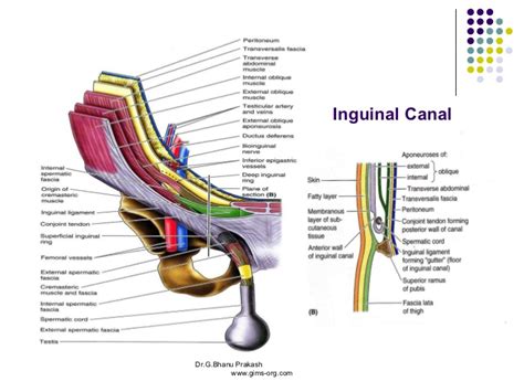 The inguinal canals are situated just above the medial half of the inguinal ligament. Anatomy abdomen and pelvis