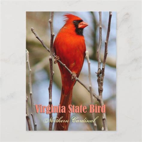 Virginia State Bird Northern Cardinal Postcard