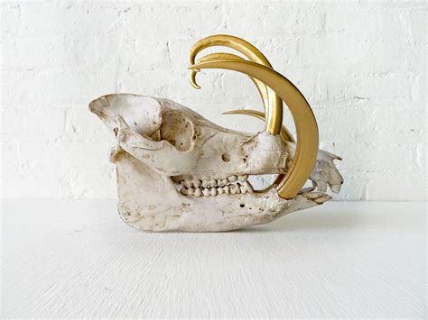 Wild Boar Skull W 24k Gold Tusks By Earthseawarrior On Etsy 32500