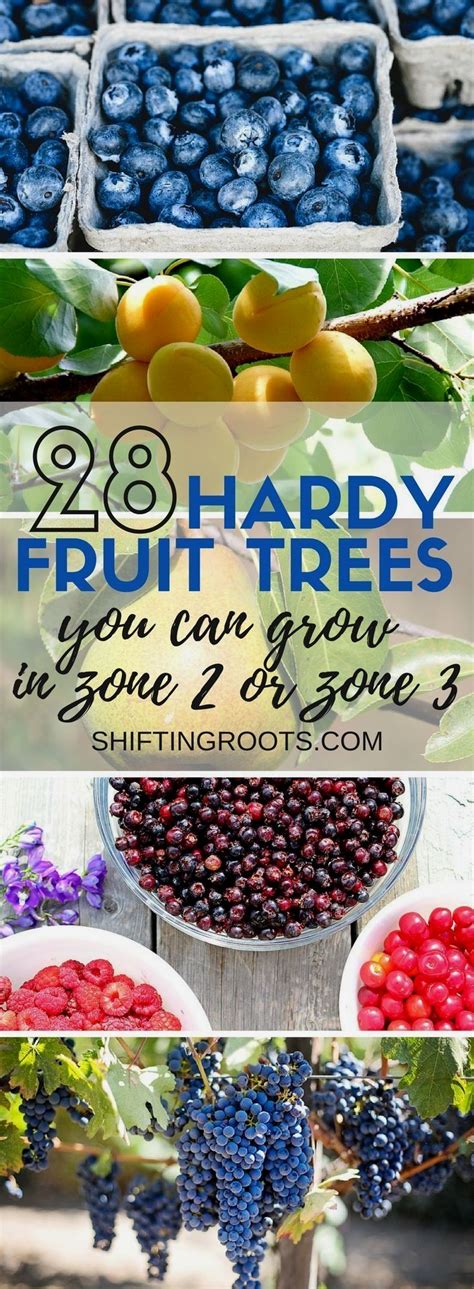 We did not find results for: Looking for hardy fruits that grow in cold weather? Look ...