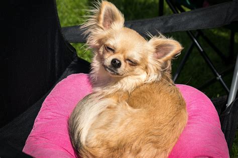 Chihuahua Dog Chiwawa Free Photo On Pixabay